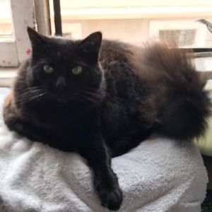 Meet your Posher, Wilhelmiina